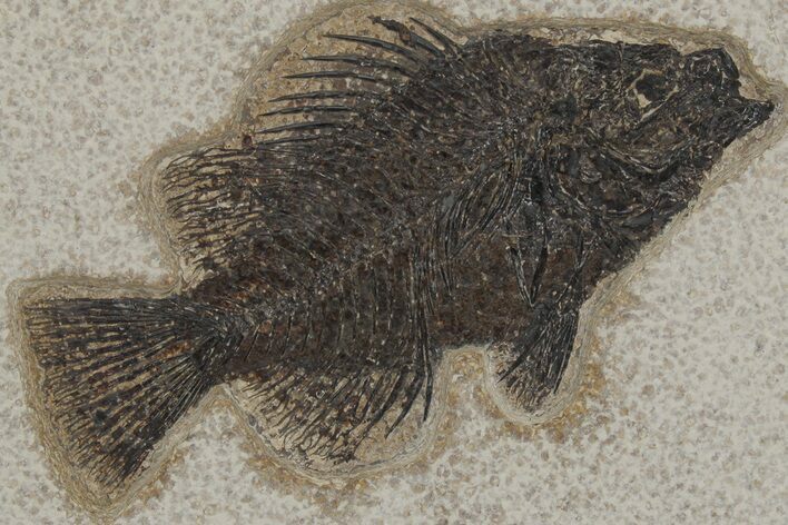 Fossil Fish (Cockerellites) - Green River Formation #211209